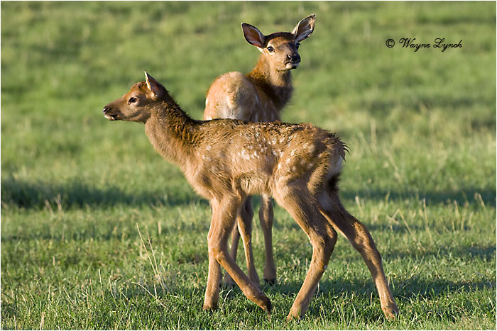 Newborn Elk Calves 101 by Dr. Wayne Lynch ©